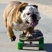 skateboarding_dog_1s.jpg